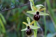 Orchidee - Matera