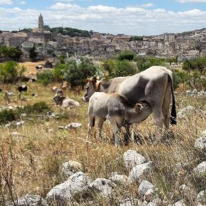 Alma mater. Storie di transumanza, pascoli e vie erbose - Matera