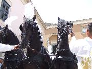Matera p.zza S.Francesco 2 Luglio 2010 Cavalli che trainano la carrozza per la SS.Maria della Bruna