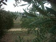 Olive, raccolto di qualit - Matera